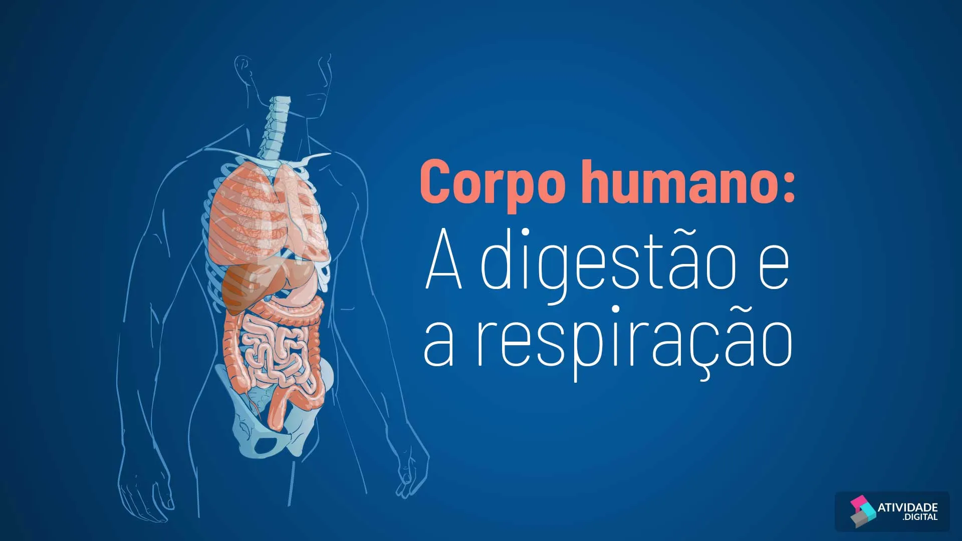 Corpo humano: A digestão e a respiração