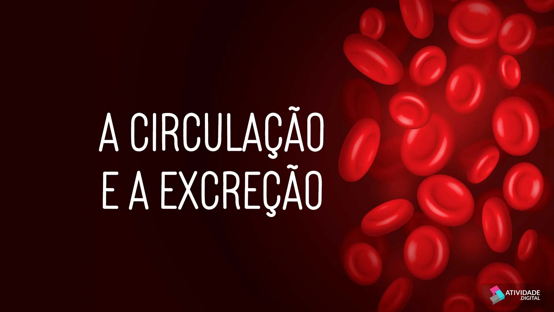 A circulação e a excreção